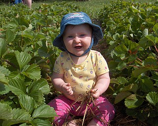 This is a picture of Allison Courson on her first attempt to pick (and eat) strawberries. Sent in by her grandparents Mike and Theresa Semchee