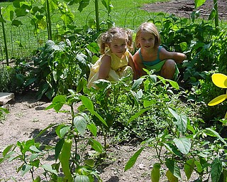 Tom Klughart of Canfield sends photos of his granddaughters Madison 5, and Gracie Klughart 3, planted green beans and recently harvested plenth of beans.