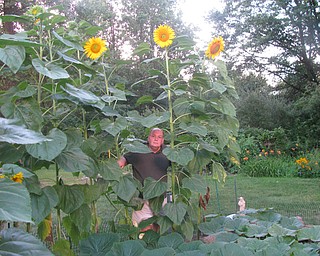 John Densevich of Austintown has a remarkable stand of sunflowers. Photo by Carol Densevich.