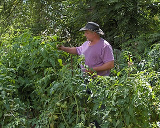 Lary Beck of Campbell has been gardening for 28 years and has been especially active since he retired from the Lordstown General Motors plant.