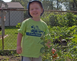 This is a picture of Alex Courson helping in his Grandparents garden in Austintown. Tomatoes are his favorite and happily this day they were ready to pick. Sent in by Mike and Theresa Semchee ( his grandparents).