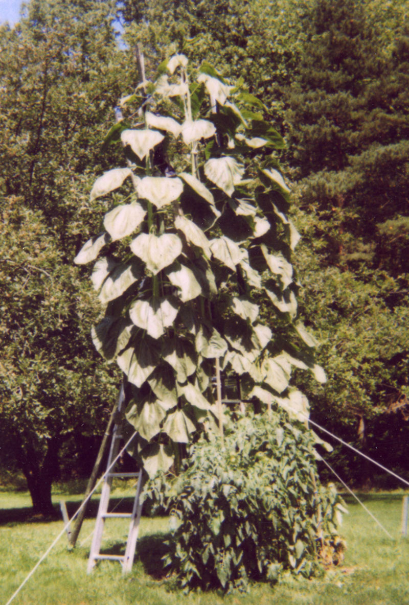 Photo detail