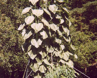 Don "Doc" Patton of North Jackson has a garden that's taller than it is wide. His 14-foot and 12-foot-high sunflowers dwarf his tomato plants.
