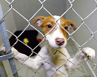 TAKE ME HOME: A dog housed at the Lawrence County Humane Society in New Castle pokes his nose through his pen toward visitors.