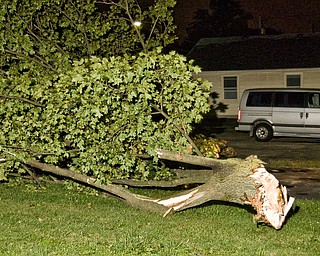 Storm damaged tree on Elm Street in Struthers.