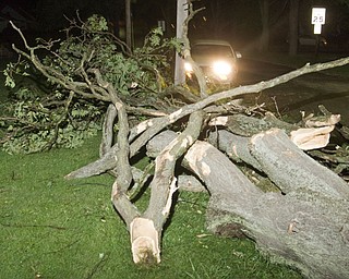 Storm damaged tree on North Roanoke and Mahoning in Youngstown.