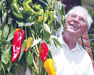 KNOWS HIS PEPPERS: Michael J. Lacivita, 84, shows off his crop of Italian sweet peppers grown in containers at his Youngstown home. He’s been gardening most of his life and growing the peppers for 15 years. He’s also won awards for his efforts. This crop is 6 feet tall, and he expects they will pass the 7-foot mark.