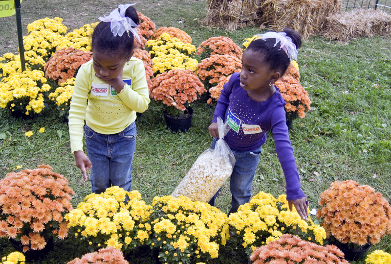 PICKING FLOWERS: Twins Camille and Clarissa Brown, 3, of Youngstown have separate opinions on which mums to buy. They were only two of the thousands Sunday who browsed at Oktoberfest in Boardman Township Park.