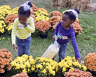 PICKING FLOWERS: Twins Camille and Clarissa Brown, 3, of Youngstown have separate opinions on which mums to buy. They were only two of the thousands Sunday who browsed at Oktoberfest in Boardman Township Park.
