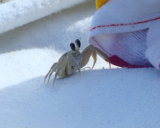 My boyfriend and I were vacationing in Cocoa Beach, Florida and he crawled right onto our beach blanket!!! Skye Lyon of Hartford.