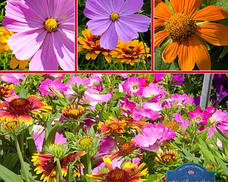 Lashawn Hull of Poland visited Fellow Riverside Gardens several times to see their
beautiful flowers.