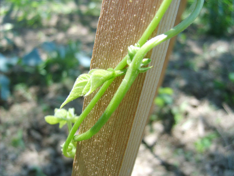 Photo detail