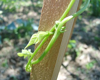 photo taken by: Olivia Buzzacco
This summer my dad had his own little garden, where he grew tomatoes, string beans, lettuce, and cucumbers. This photo is of a vine starting to grow in his garden during the month of July.