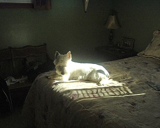 My name is Marti Dorney and this is our dog Barney. Barney loves to
lay in the sun outside, but when he comes in the house he always looks for
sunny places in the house to lay down!! He follows the sun ray all over the
house. We live on the Westside of Youngstown.