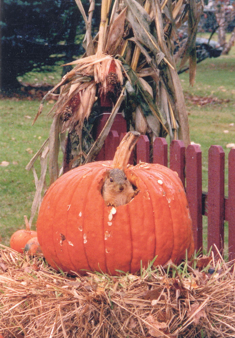 Heather Antonucci of Girard came home from work at lunchtime to find this squirrel making lunch out of her pumpkin. She says it was completely hollowed out inside. The squirrel has since become "hers," even eating from her hand.