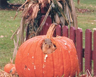 Heather Antonucci of Girard came home from work at lunchtime to find this squirrel making lunch out of her pumpkin. She says it was completely hollowed out inside. The squirrel has since become "hers," even eating from her hand.