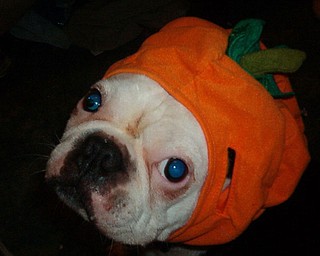 Dee Thomas photographed her 12-year-old Boston Terrier, Emmett, with his pumpkin hat.