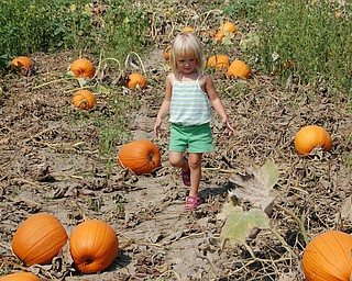 Gracie Pesa, 3 1/2, visits at her first pumpkin patch this past September. She was awed by how they grow in the fields and wanted to pick them. She's the daughter of Lori and Michael Pesa of Liberty.