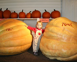 Jaime Jean Hoefert, 19 months, of North Lima, enjoyed the giant pumpkins at the Canfield Fair, said her mom, Sarah.