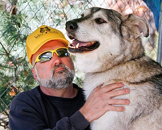 Marc DeBolt of Newton Falls pets Rambo - a Timberwolf he cares for at his Newton Falls House - he hopes to make a wolf sanctuary someday.