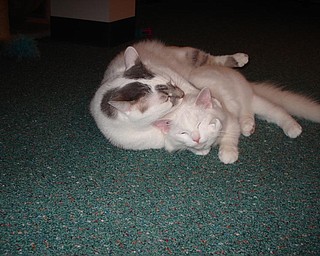 "This is a picture of Bailey and little Becco. Becco was a stray kitty we found and brought home. I was worried if my other two cats would accept him. I didn't have to worry because Bailey became a surrogate daddy to Becco."
Marianne B Lordi