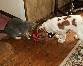 "This is my cat SIMBA and my Cavalier King Charles dog named ABBY. They are sharing a bowl of food together and going for a walk in the yard. But at any time you can see them chasing each other around the house." Denise Deluca