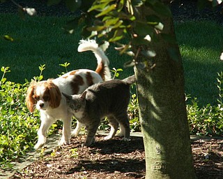 "This is my cat SIMBA and my Cavalier King Charles dog named ABBY. They are sharing a bowl of food together and going for a walk in the yard. But at any time you can see them chasing each other around the house." Denise Deluca