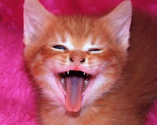 Lana Van Auker of Canfield captured Niko in a joyous moment.