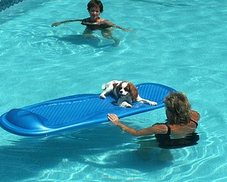 Sun ,a pool ,a raft and cool water is all the joy we need in this world on a hot summer day. This is a pic of our Cavalier King Charles "Abby" She loves swimming in our pool and floating around on her raft during those dog days of summer. No need for a run to the water dish either she just hangs her head over the side and ahhhh all the refreshment she needs.Also enjoying the pool is her owner Denise DeLuca from Struthers and her sister Marilyn Tekac from Poland. Ohh we cant wait for the joyous return of the "dog days of summer"
