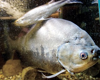 Clint Nagy's 19" Red Belly Pacu in a 125 gallon tank at his Youngstown home. Nagy is now trying to find the fish another owner with a larger tank.