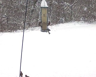 Birds can always find nourishment in the snow in Marion Bell's backyard.