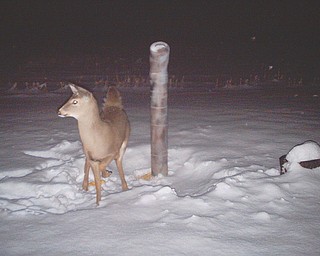 Ev Pecoraro of Canfield's wildlife camera caught this young fawn enjoying its first snowfall.