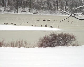 Judy Lockshaw watched waterfowl take a swim in the frigid waters in Mill Creek Park Jan. 10.