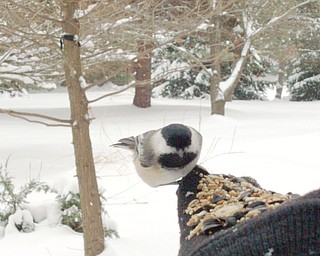 Daan Reinhart of New Springfield enjoyed a close-up visit with a chickadee willing to eat off his hand.