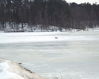 Doreen Knight. spotted this coyote crossing the frozen Meander Reservoir when she was on the Mahoning Avenue bridge.