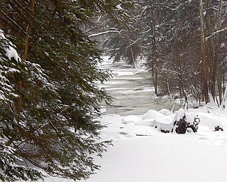 Dan Shields of Canfield captured this wintry path in the woods.