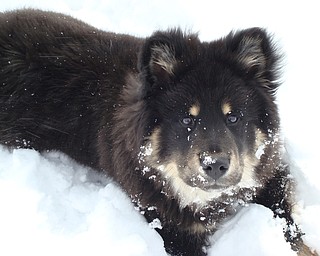 Puppy Skye Lyons gets acquainted with the snow.                            