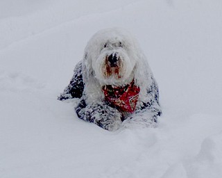 Shadow, a 7-year-old Old English sheepdog would rather live in the blizzard, says her owners, Jim & Karen Ament.