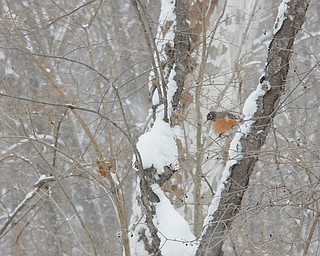 Dan Shields of Canfield zeroed in on this robin in winter.
