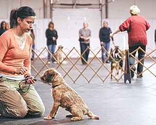 Megan Anderson and Bob Urban take their show dogs to NYC