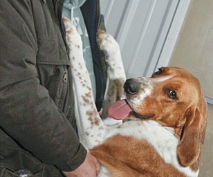 Megan Anderson and Bob Urban take their show dogs to NYC