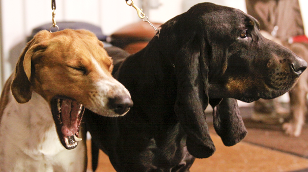 Megan Anderson and Bob Urban take their show dogs to NYC