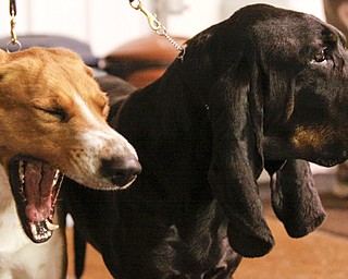 Megan Anderson and Bob Urban take their show dogs to NYC