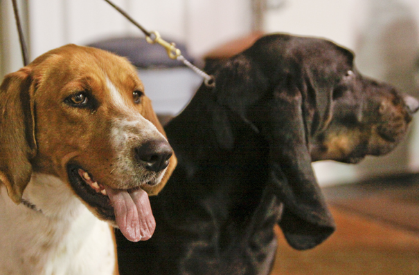 Megan Anderson and Bob Urban take their show dogs to NYC