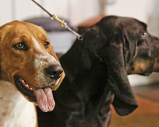 Megan Anderson and Bob Urban take their show dogs to NYC