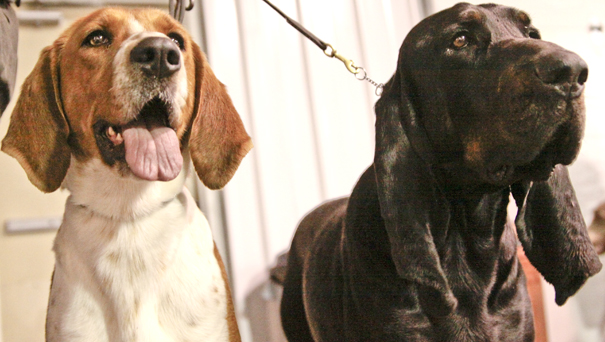 Megan Anderson and Bob Urban take their show dogs to NYC