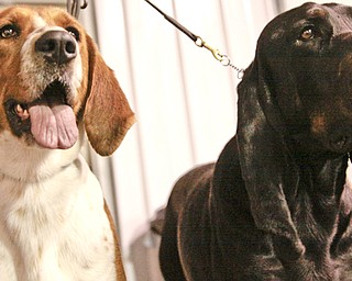 Megan Anderson and Bob Urban take their show dogs to NYC