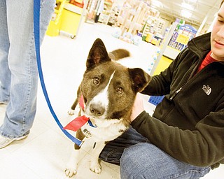 Nick Lamb, age 15 of Boardman pets Shiloh, an Akita mix, prior to his father filling out an application to adopt the dog from Wags Canine Rescue at the Petsmart in Boardman. Wags Canine Rescue is a group of about 12 people who foster previously abandoned and abused dogs in their homes and have arranged the adoption of over 500 dogs since their start in May of 2004. 