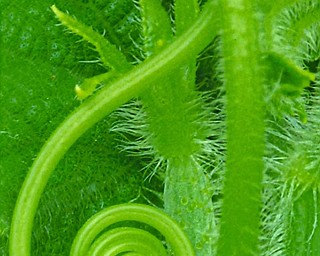 GOURD-GEOUS: Dave Len of Poland says this is a cucumber at birth. We’ll take his word for it.