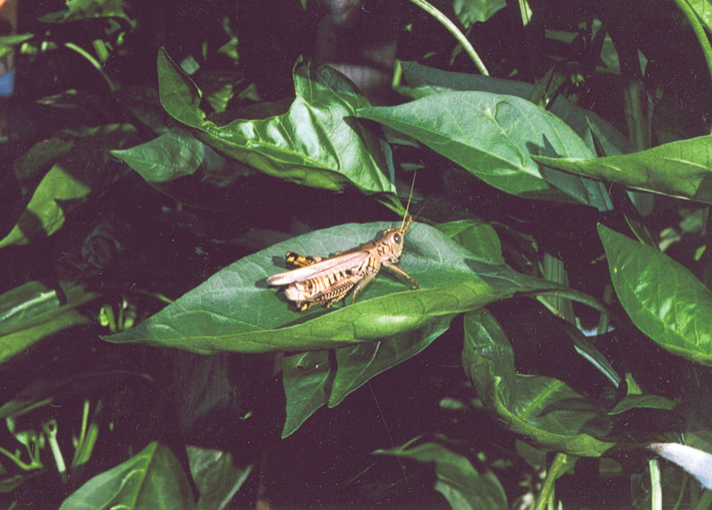 Photo detail